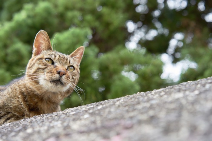 塀の上の猫