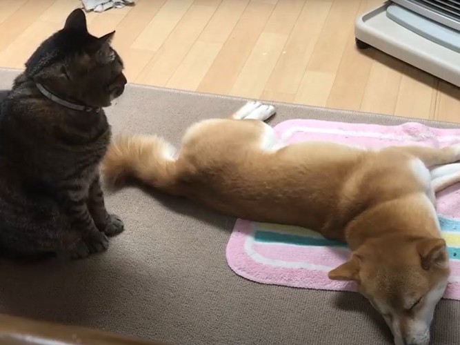 ストーブに当たる犬と猫