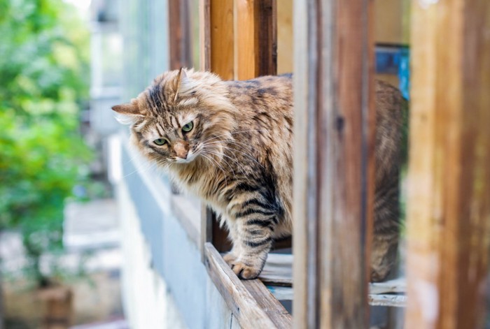 窓から顔を出す猫