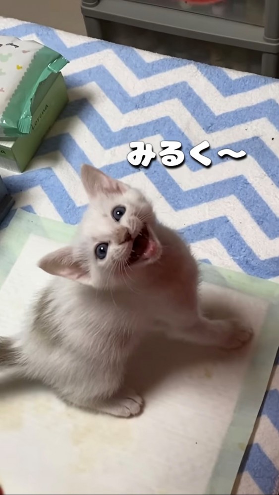 飼い主を見上げながら大きな口を開けて鳴く子猫