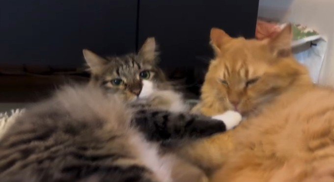 キジ白の手に口を近づける茶トラ