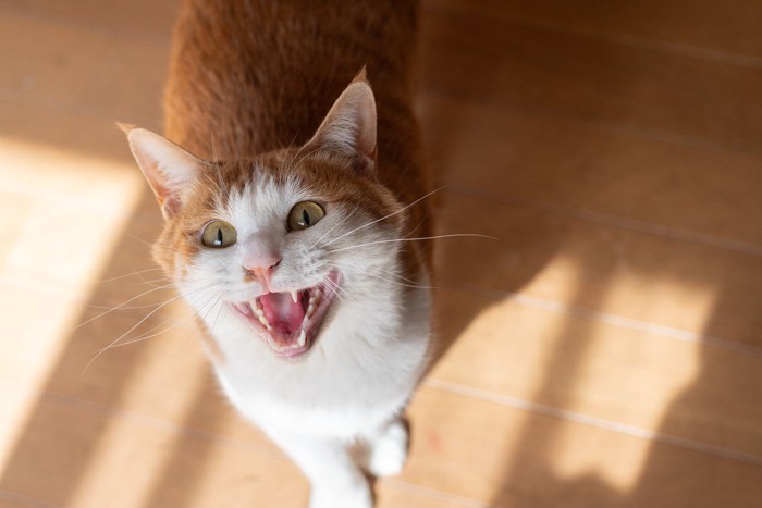 上を見上げて鳴く猫