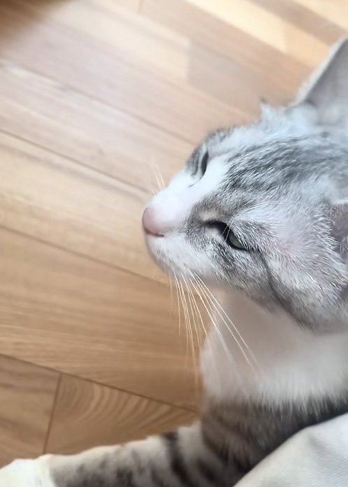 撫でられる猫