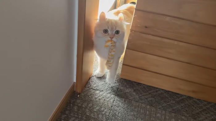 猫じゃらしを咥えるさつきちゃん