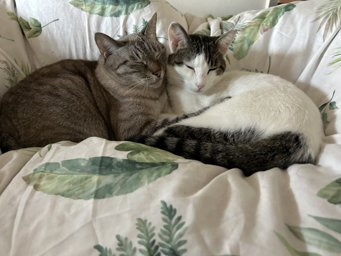 くっついて寝る2匹の猫