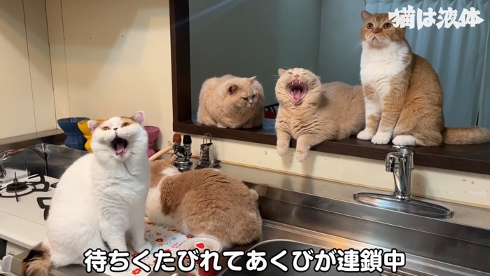 あくびをする猫