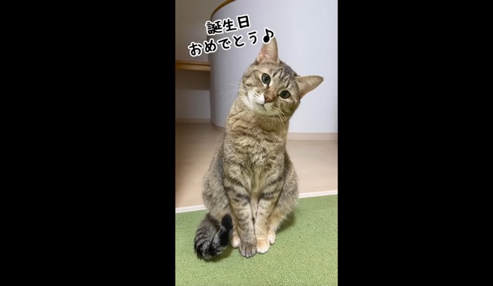 首をかしげる猫（誕生日おめでとう）