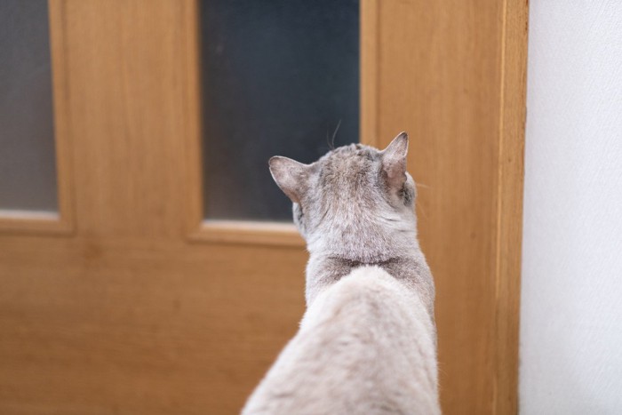 ドアの前で出待ちする猫