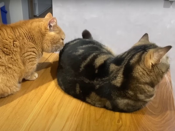 2匹の猫