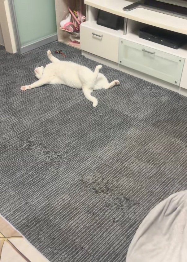 転がる猫