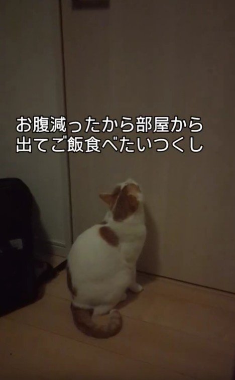 ドアの前に佇む猫