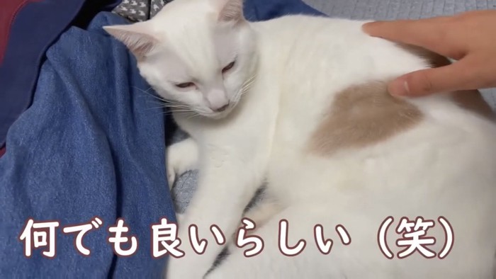 撫でられる猫