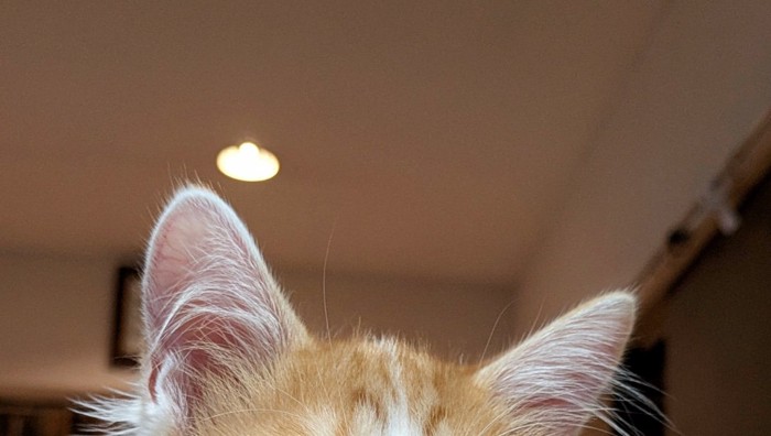 猫の耳