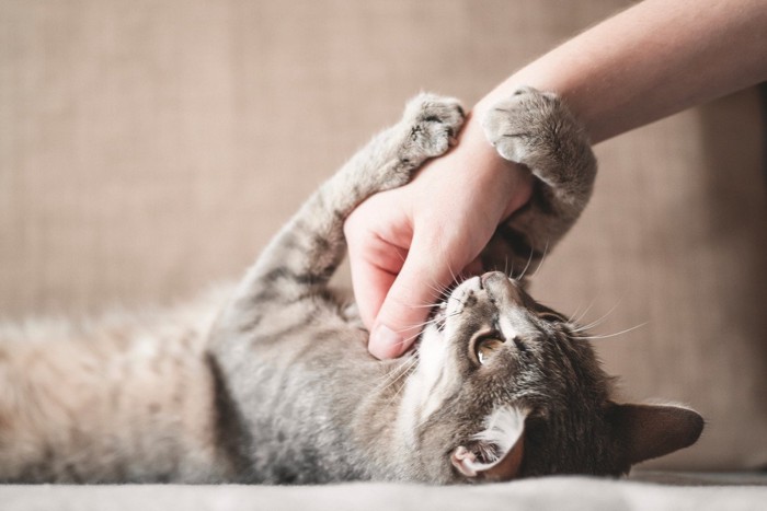 飼い主の手を掴んでいる猫