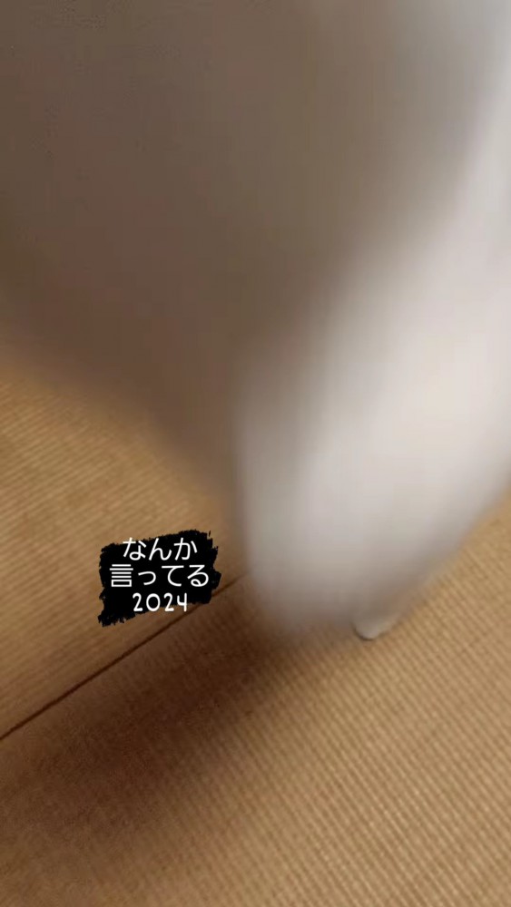 カメラにジャンプする猫