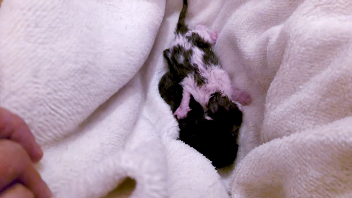 毛布の中にいる子猫たち