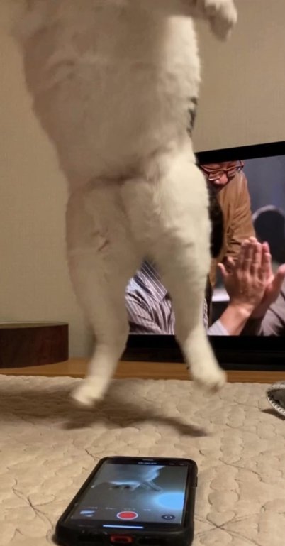 スマホの奥でジャンプしている猫
