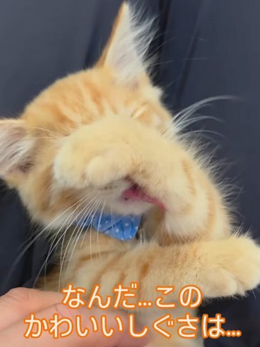 顔を洗う猫