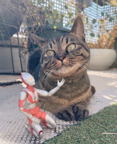 ベランダで日向ぼっこするキジトラ猫とウルトラマン人形