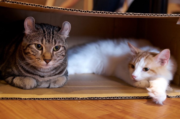 段ボール箱でくつろぐ猫たち