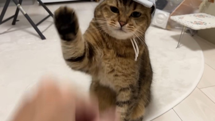 飼い主の手を叩こうとする猫
