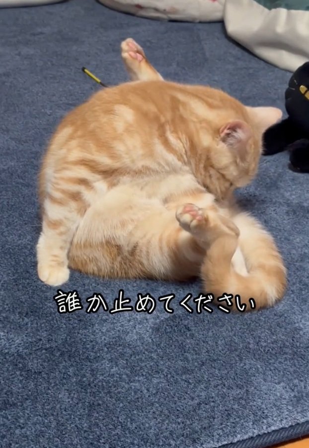 匂いを嗅ぐゴロちゃん
