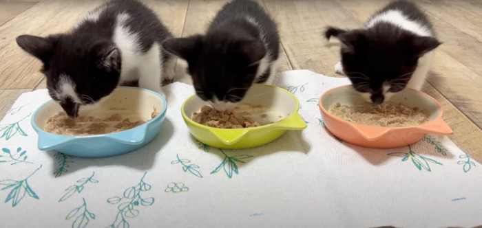 ご飯を食べる3匹の猫