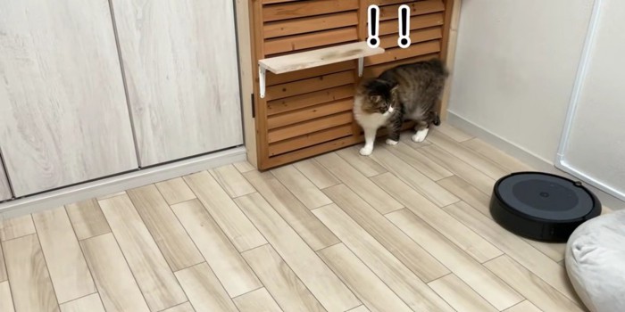 長毛猫がお掃除ロボットから逃げる様子
