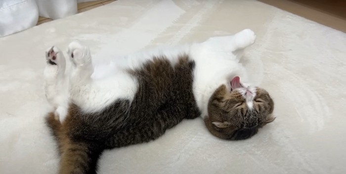 垂れ耳猫