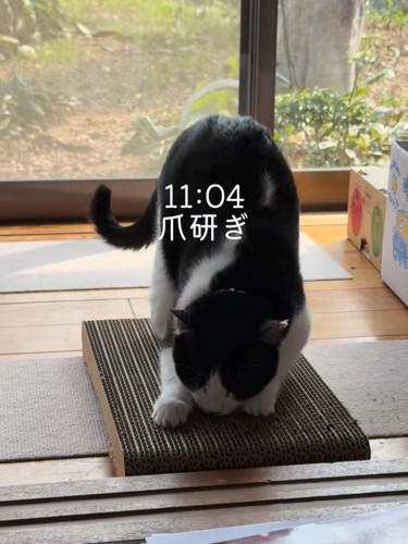 爪とぎをする猫