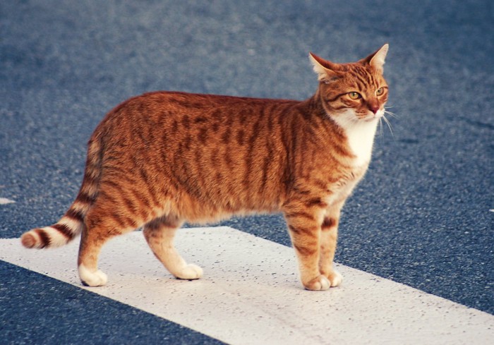 横断歩道を渡る猫