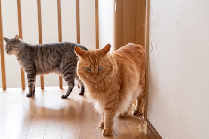 部屋を出てくる2匹の猫