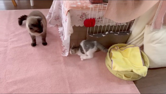 物陰に隠れて先住猫に飛びかかろうとする子猫