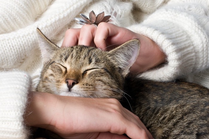 膝の上で撫でられる猫