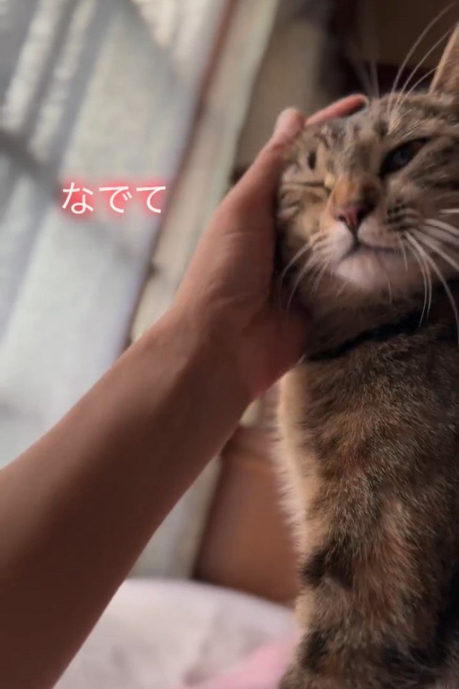 顔をなでられる猫