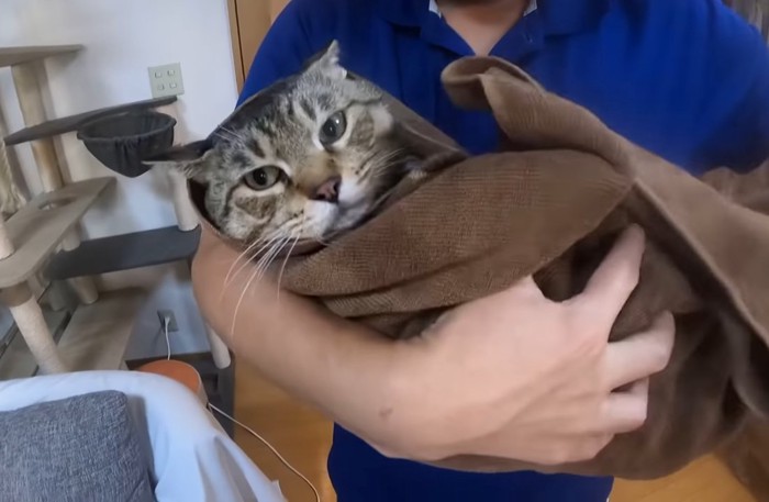 抱っこされる猫