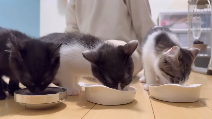 並んでご飯を食べる三匹の猫