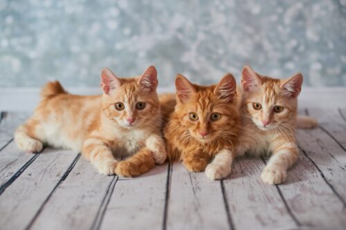 アメリカンボブテイルの子猫