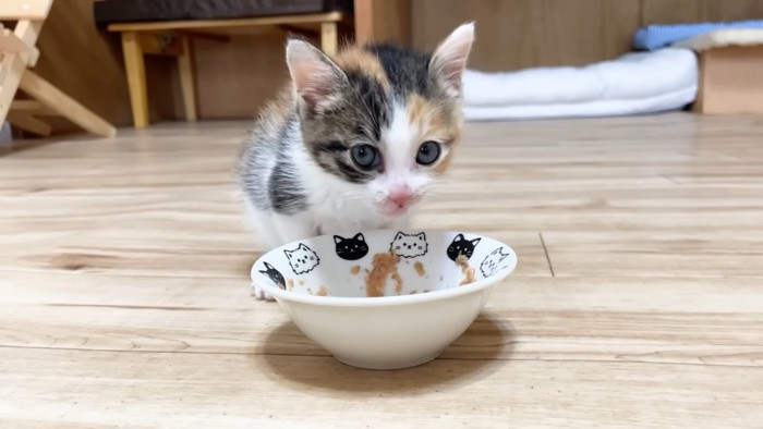 ごはんを食べる子猫