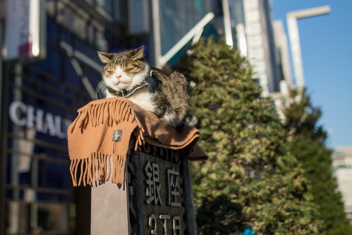 顔の大きな猫