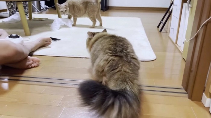 茶トラを狙う猫