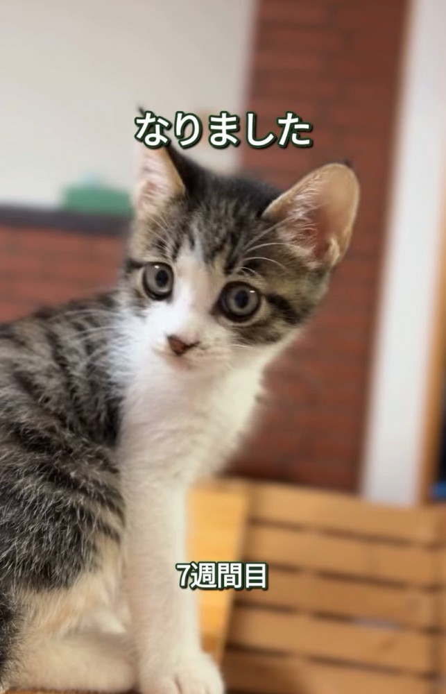 7週目の子猫