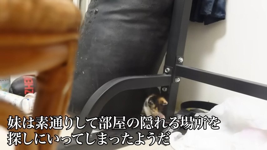 隠れる場所を探す妹猫