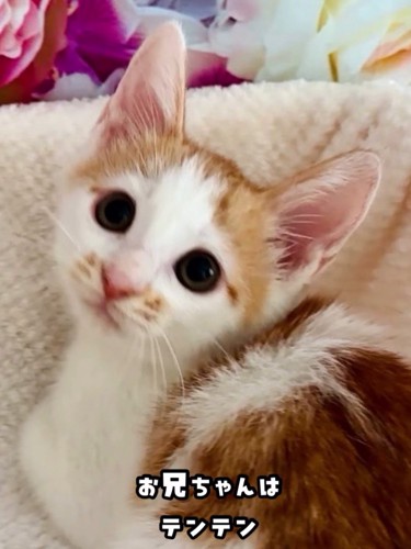 振り向く子猫