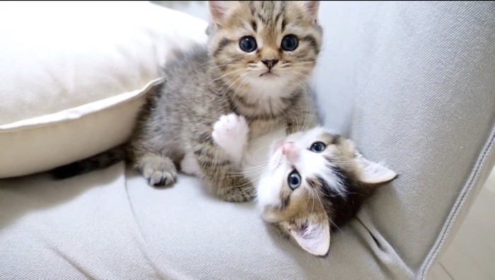 飼い主を見つめるキジトラの子猫