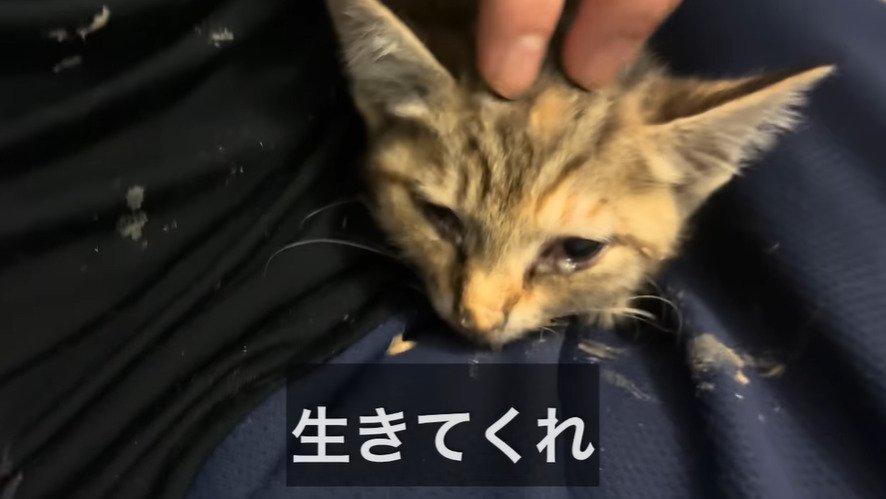 横たわる子猫を優しく撫でる様子