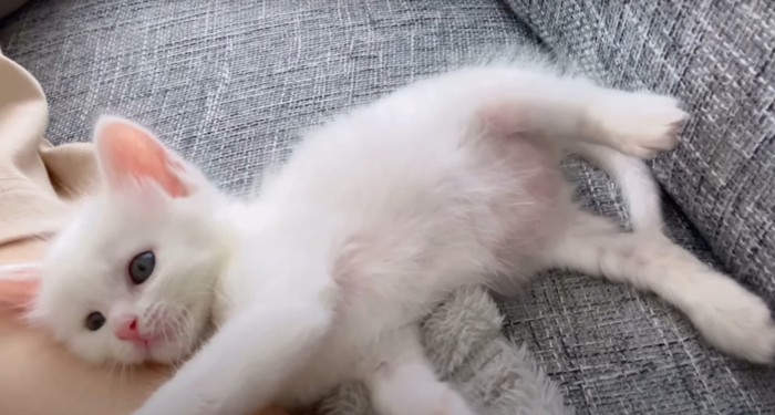 子猫