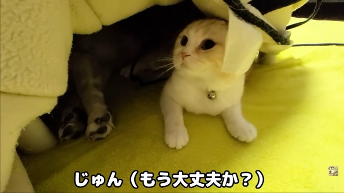 こたつから出ようとする猫