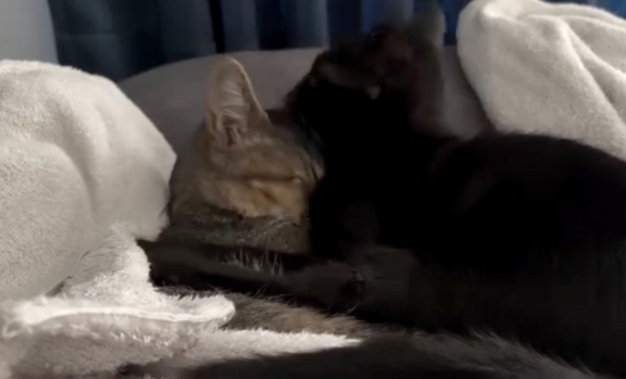 毛繕いしてあげる猫