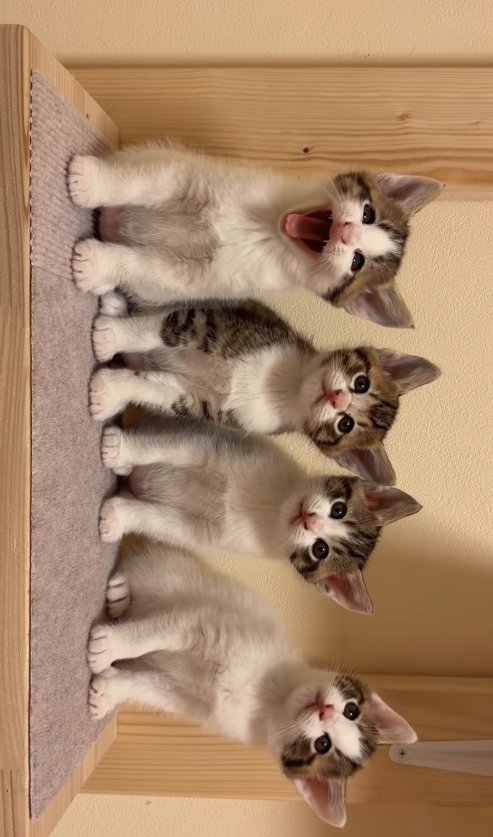 向かって左端の目を瞑ってあくびをしている子猫と3匹の子猫